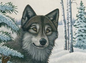 Malování podle čísel - senior 40x32cm Vlk ve sněhu